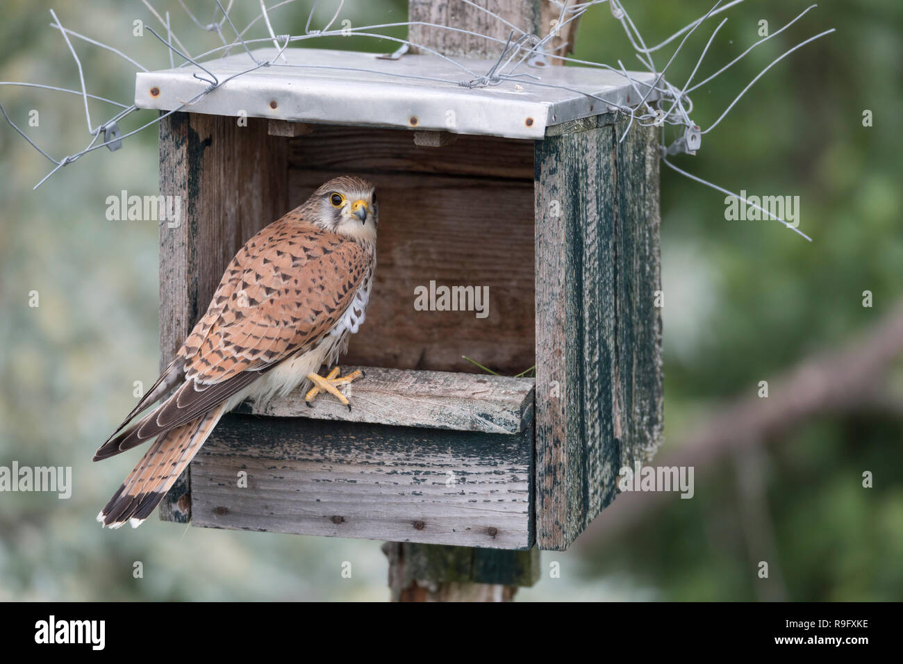 Kestrel; Falco tinnunculus Single im Nest, Ungarn Stockfoto