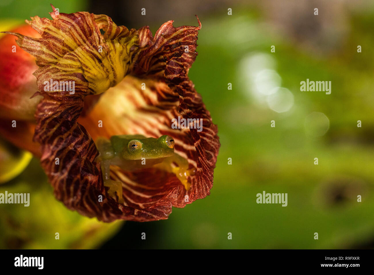 Fleischmanns Glas Frosch, Costa Rica Stockfoto