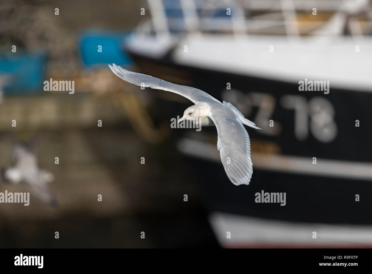 Kumliens Gull, Larus glaucoides kumlieni Single im Flug Cornwall, UK Stockfoto