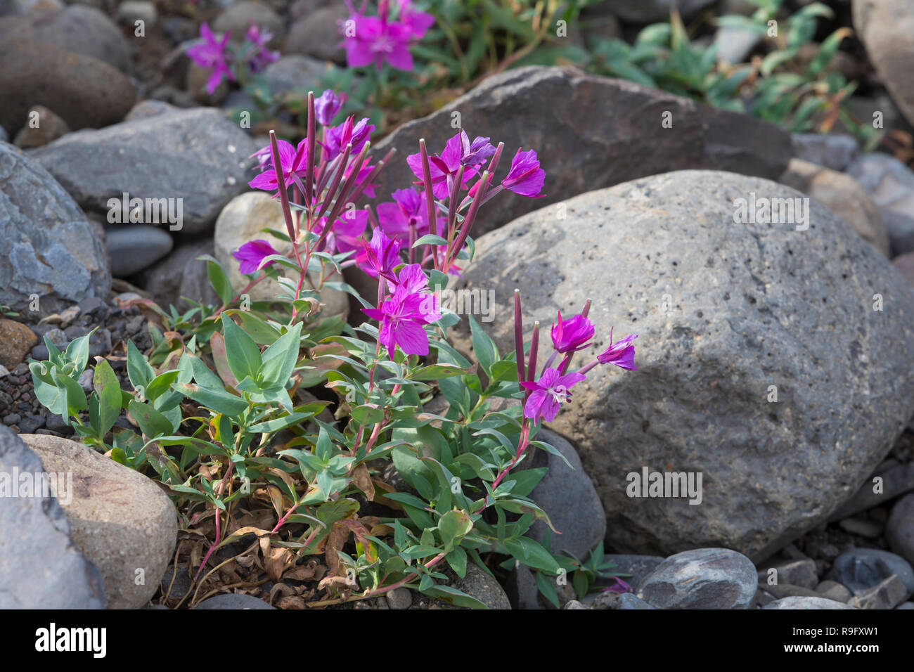 Arktisches Weidenröschen, Breitblättriges Chamaenerion Weidenröschen, Epilobium latifolium, Latifolium, Chamerion latifolium, dwarf Fireweed, Fluss. Stockfoto