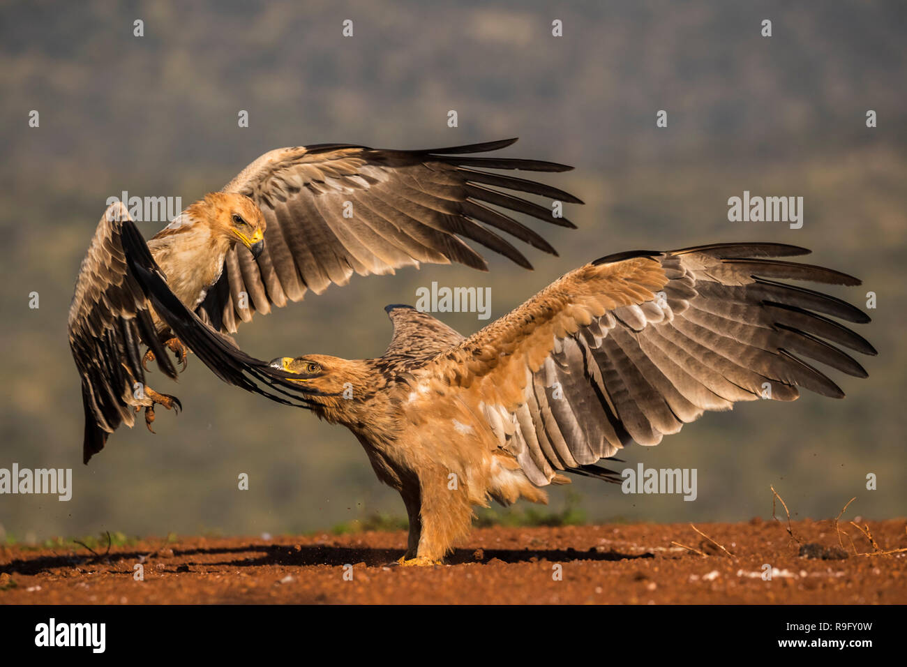 Tawny Adler (Aquila rapax) kämpfen, Zimanga Private Game Reserve, KwaZulu-Natal, Südafrika Stockfoto