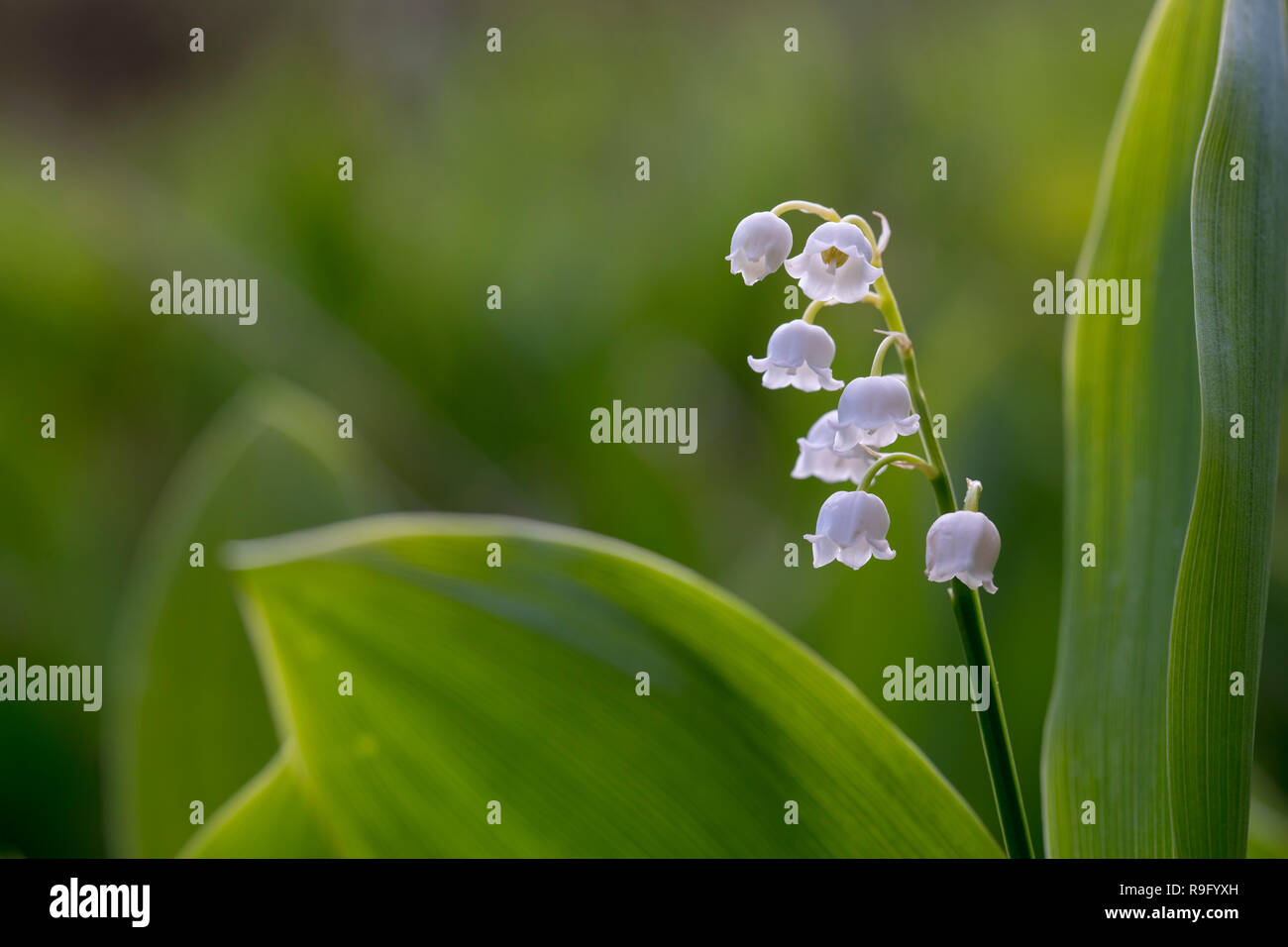 Maiglöckchen; Convallaria majalis; Blume, Lancashire, UK Stockfoto