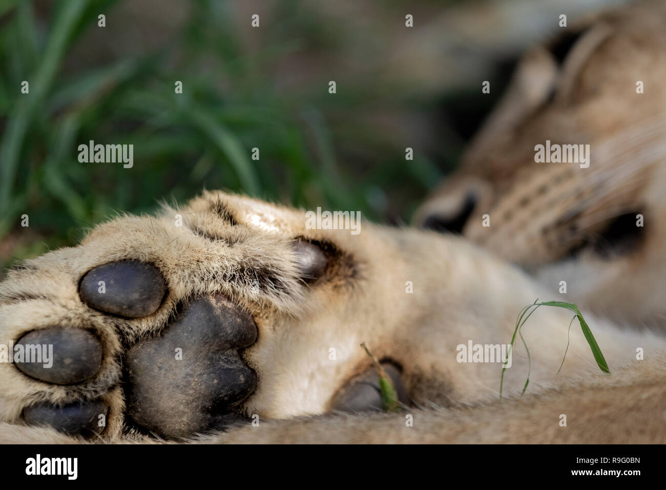 Extreme Nahaufnahme von der Pfote eines schlafenden Löwen, mit flachen dept von Feld Stockfoto
