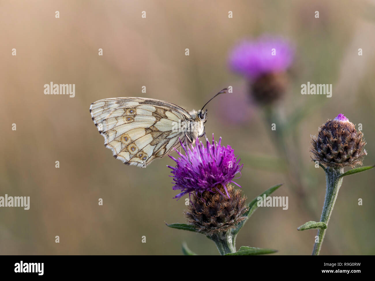 Marmor weiß; Melanargia galathea Single auf flockenblume Cornwall, UK Stockfoto
