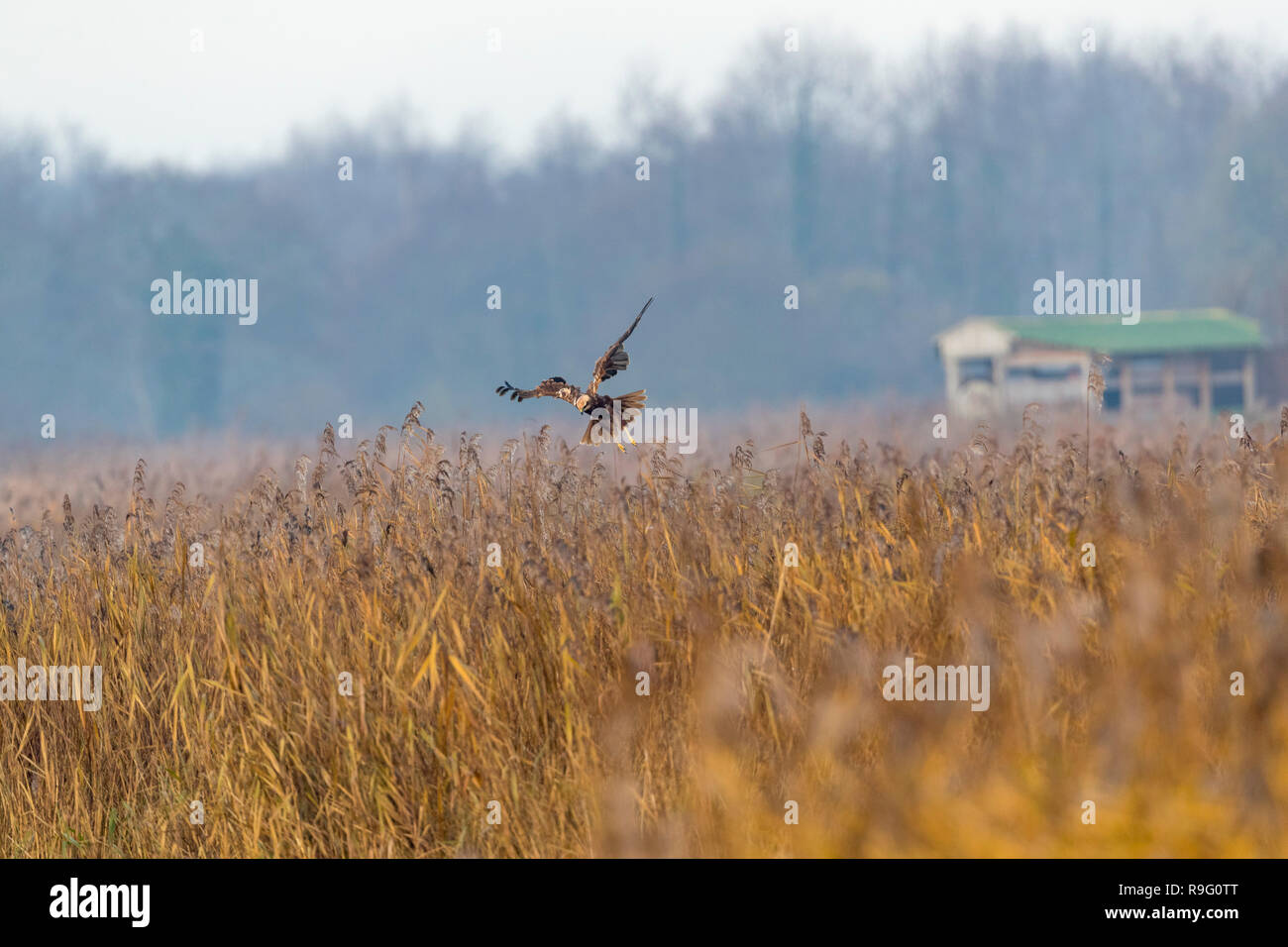 Rohrweihe; Circus aeruginosus Single; Buchse im Flug Somerset, Großbritannien Stockfoto