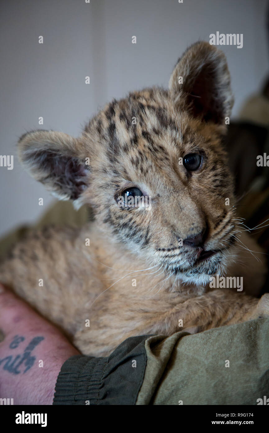 Portrait Von Liliger Lowe Und Liger Cub Ergebnis Der Vermischung Die Grosste Katze Der Welt Stockfotografie Alamy