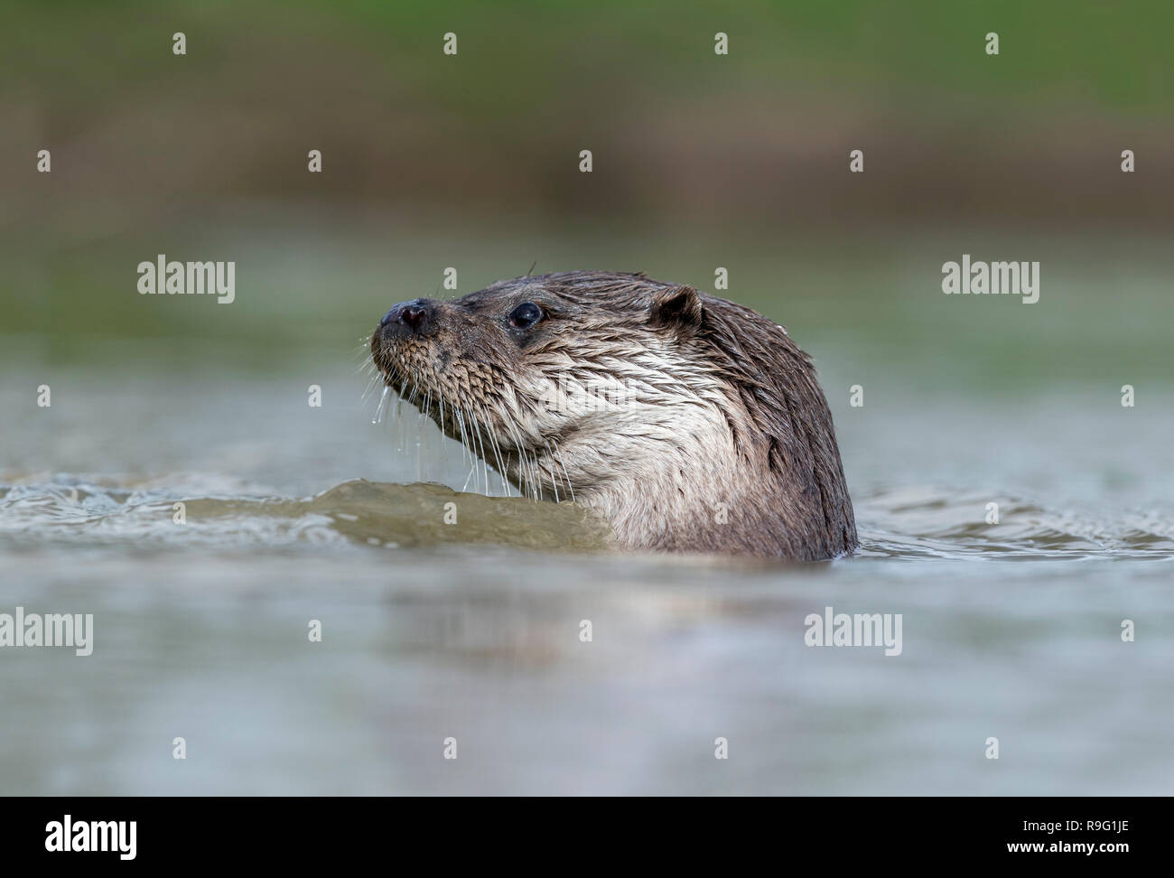 Otter; Lutra Lutra Single in Wasser Devon; UK Stockfoto