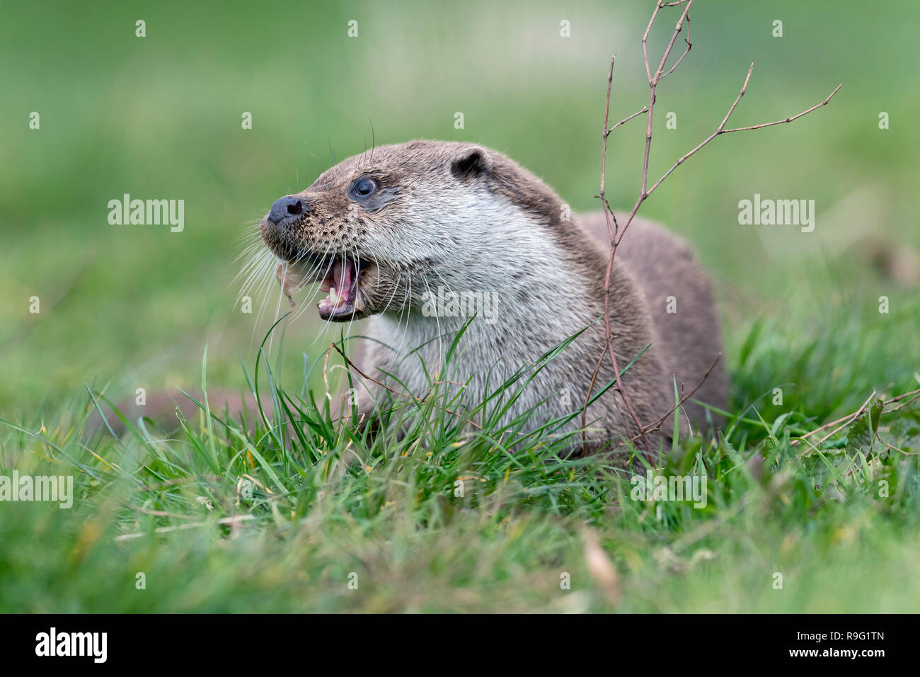 Otter; Lutra Lutra einzelne Essen Devon; UK Stockfoto