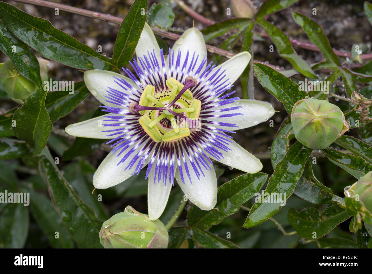 Passionsblume; Scilly-Inseln, Großbritannien Stockfoto