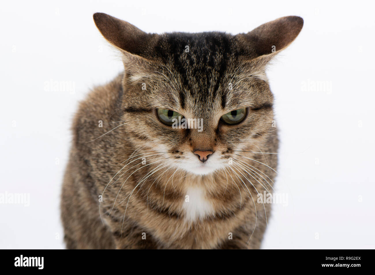 In der Nähe der graue Katze mit Streifen und Buchstabe M schaut wütend von oben auf weißem Hintergrund Stockfoto