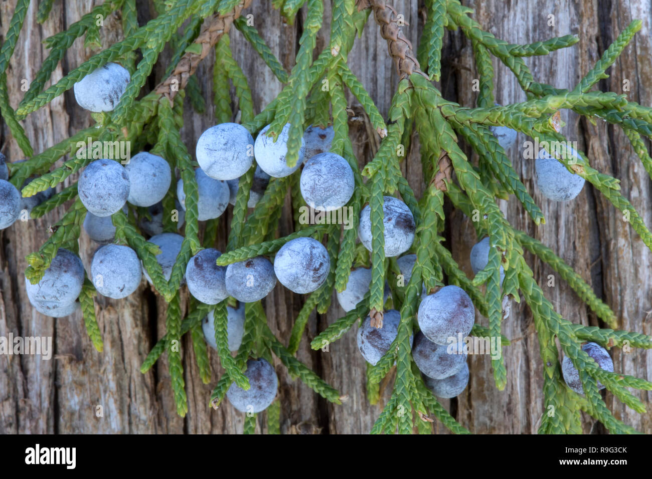 Southern Red Cedar Zweig anzeigen junge Laub, mit Erwachsenen fleischigen Blau weiblichen Zapfen' Juniperus silicicola'. Stockfoto