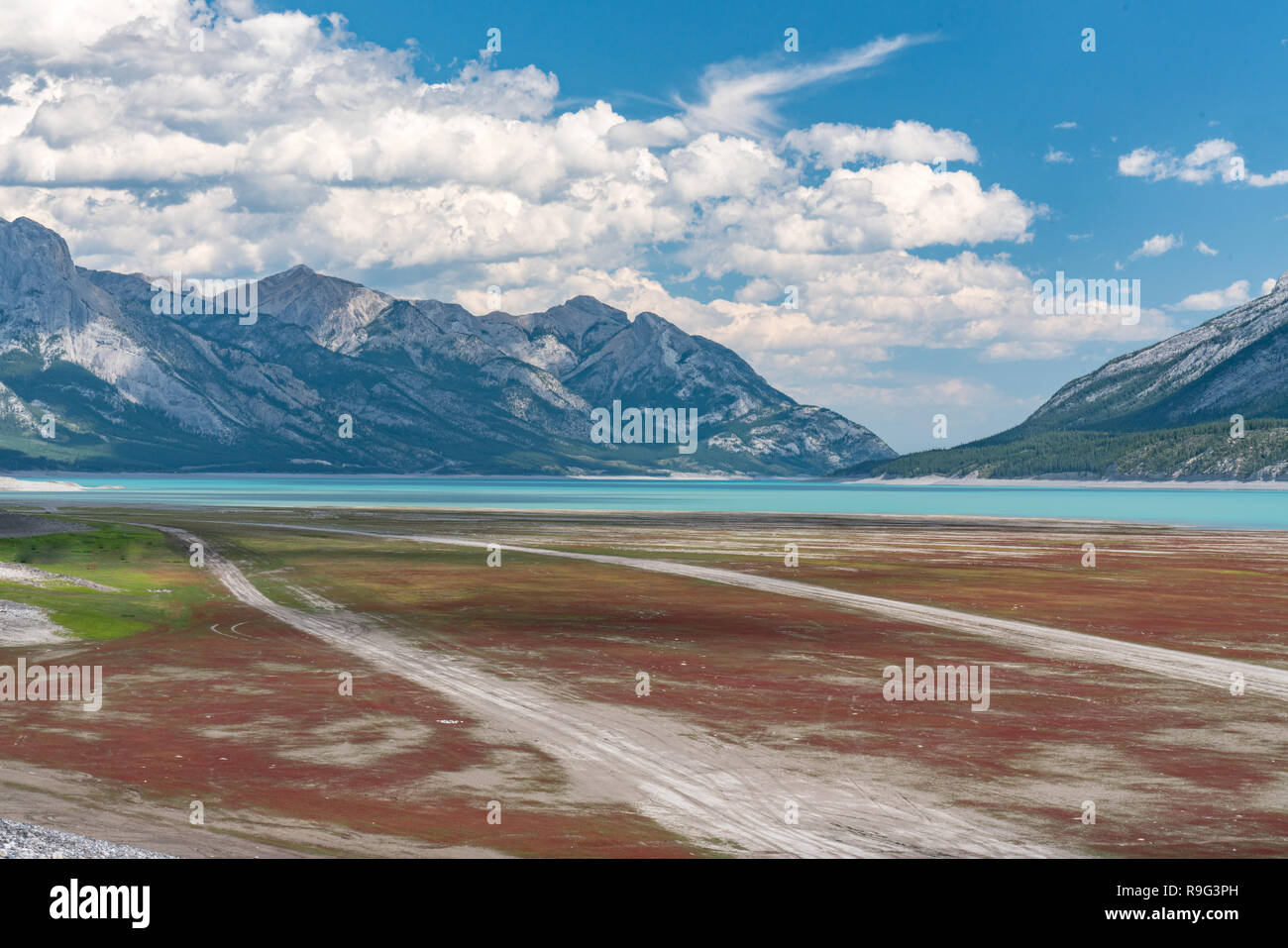 See in der Douglasie natürlichen Bereich, in Alberta, Kanada Stockfoto