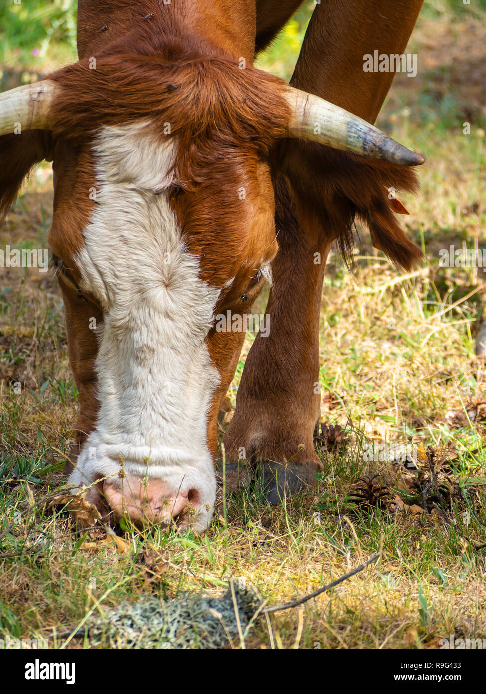 Leiter des braunen und weissen Kuh essen Stockfoto