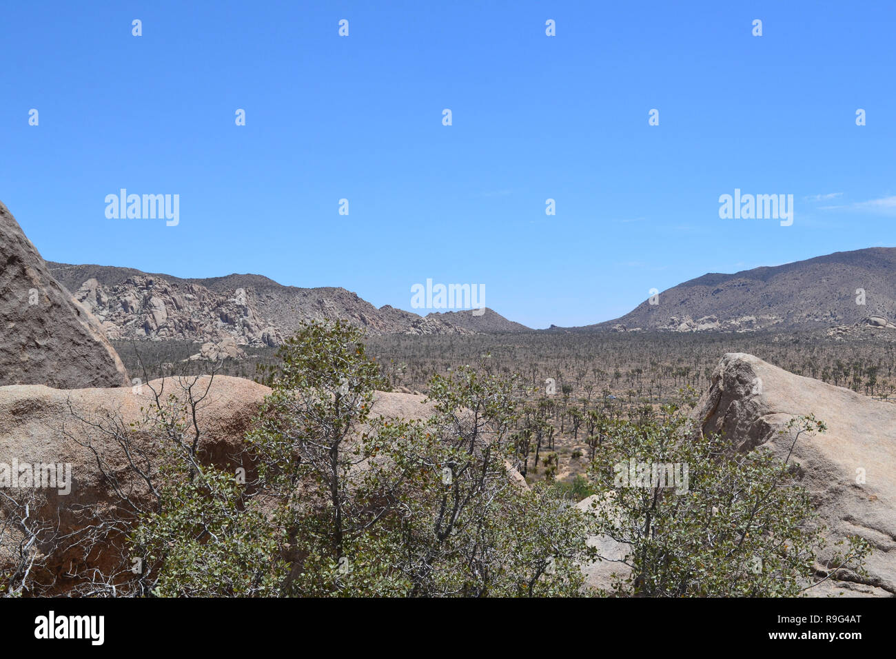 Joshua Bäume und Pflanzen in den Joshua Tree National Park, Kalifornien, USA. Cholla Cactus und pinyon Kiefern sind auch Attraktionen Stockfoto