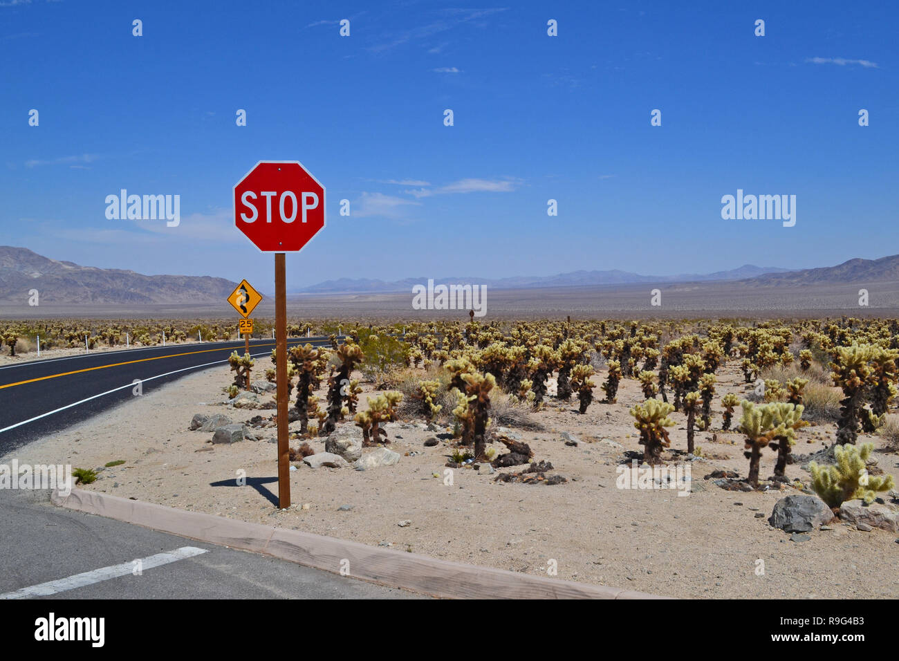 Ein Stoppschild auf der Pinto Basin Road in Joshua Tree National Park, Kalifornien. Teddybär cholla Cactus in der Nähe der Cholla Cactus Garden gesehen werden kann Stockfoto