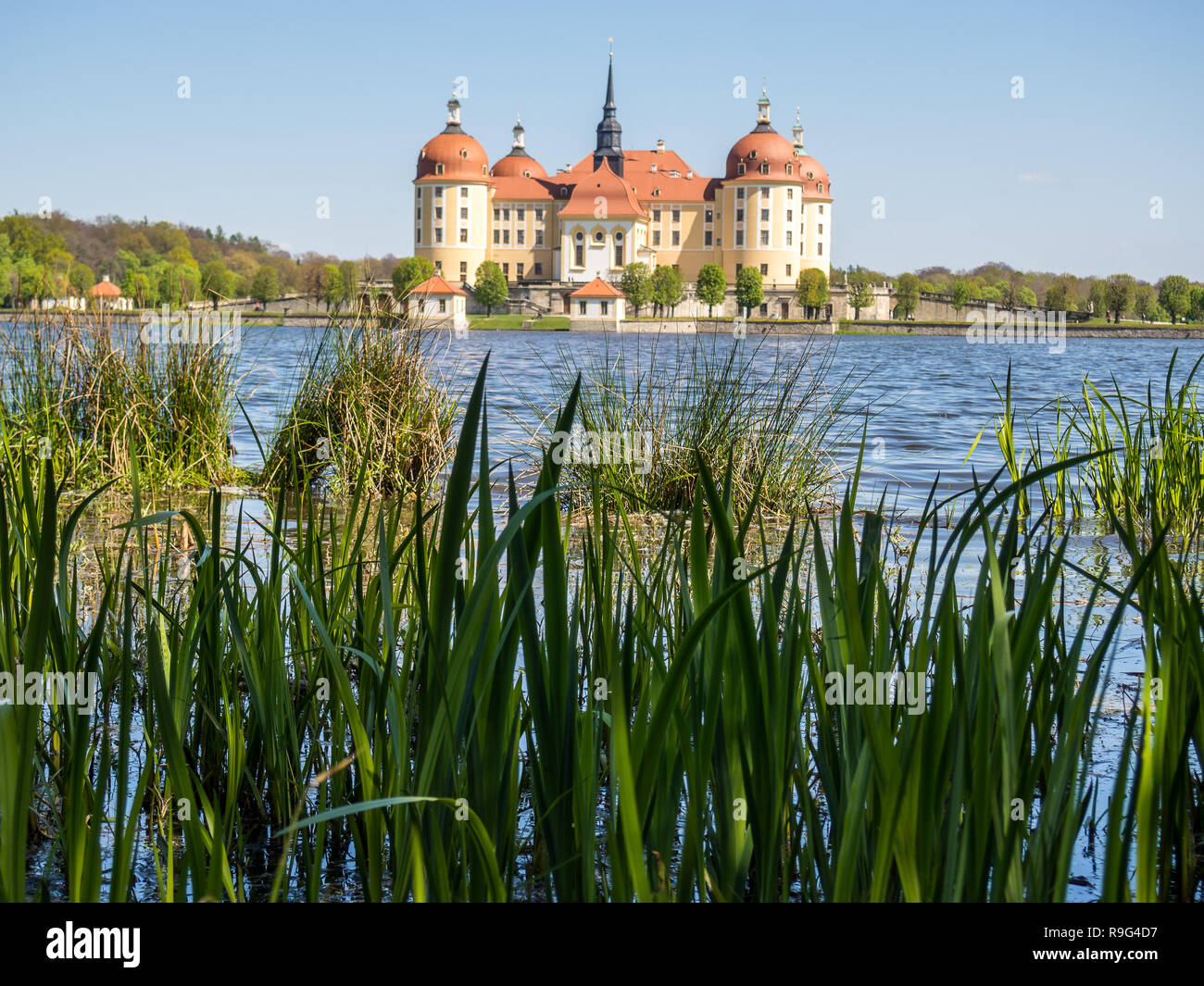 See mit Schilf auf Schloss Moritzburg in der Nähe von Dresden Stockfoto