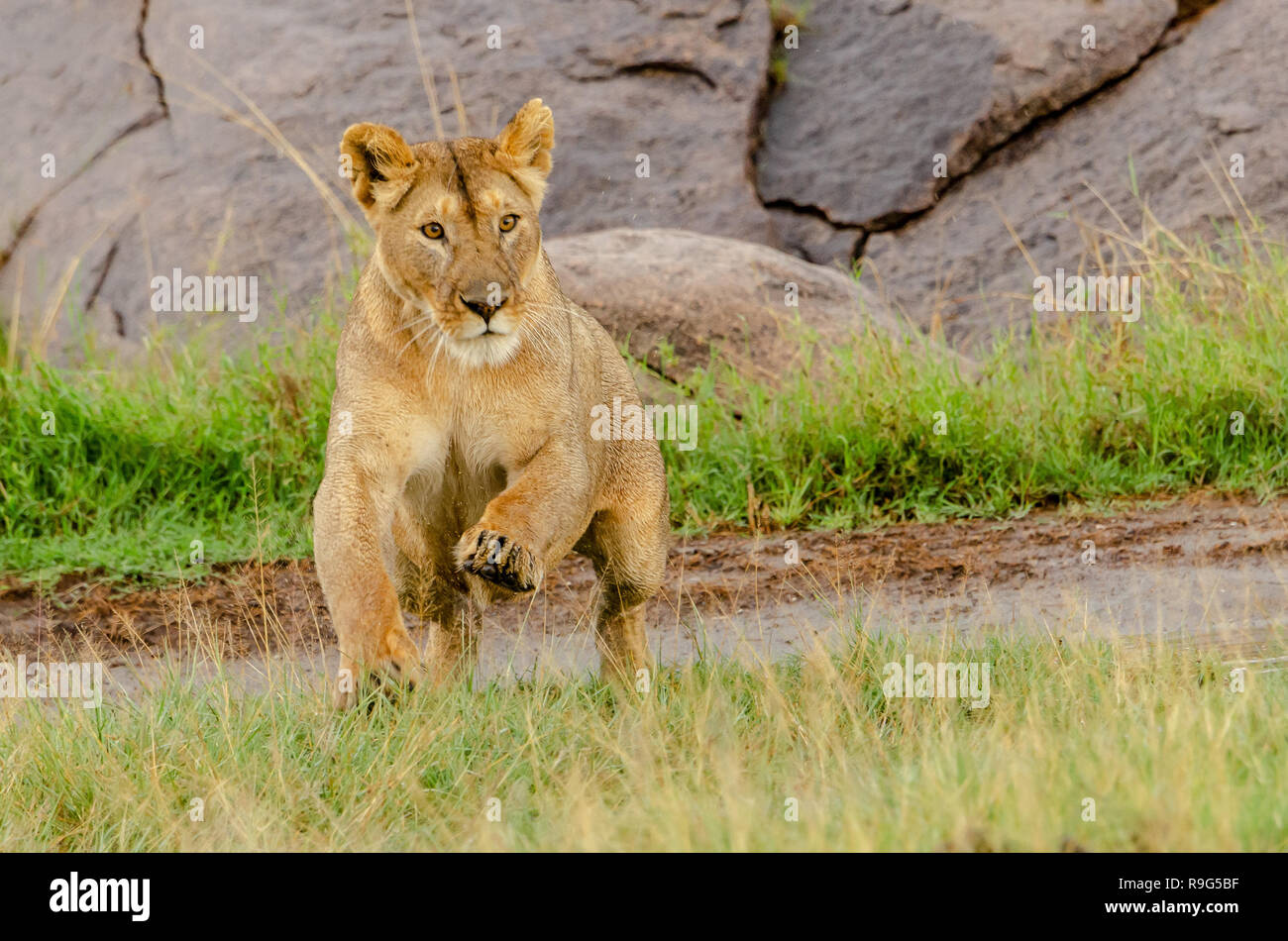 Löwin (Panthera leo) über Wasser in Tansania, Afrika Stockfoto