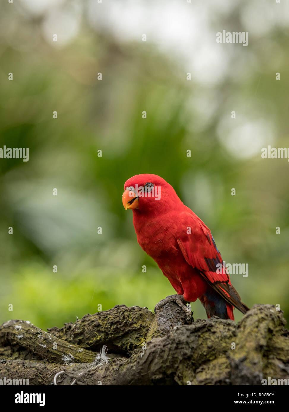 Red Lory, Eos bornea. Porträt eines kleinen bunten Papagei sitzen auf einem Ast. Stockfoto