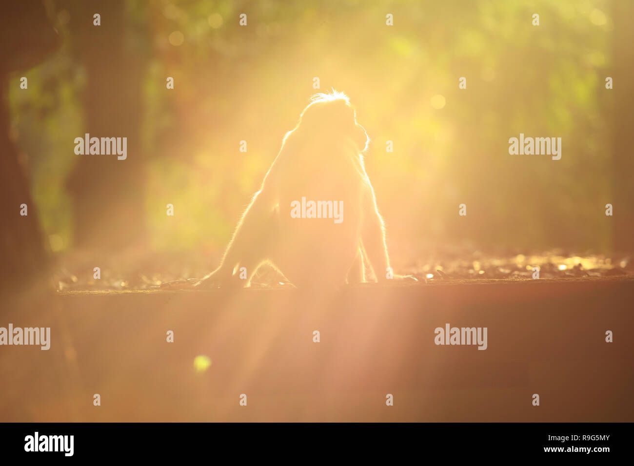 Affe in der Hintergrundbeleuchtung Stockfoto