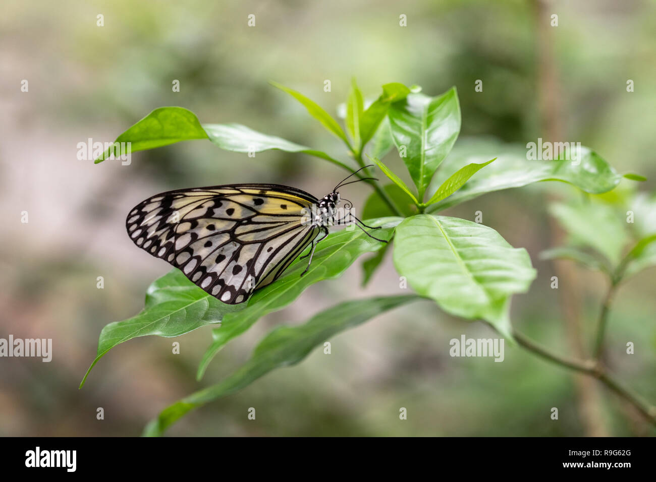 Seitenansicht eines weißen Baum Nymphe, Idea leuconoe, mit eingeklappten Flügeln Stockfoto