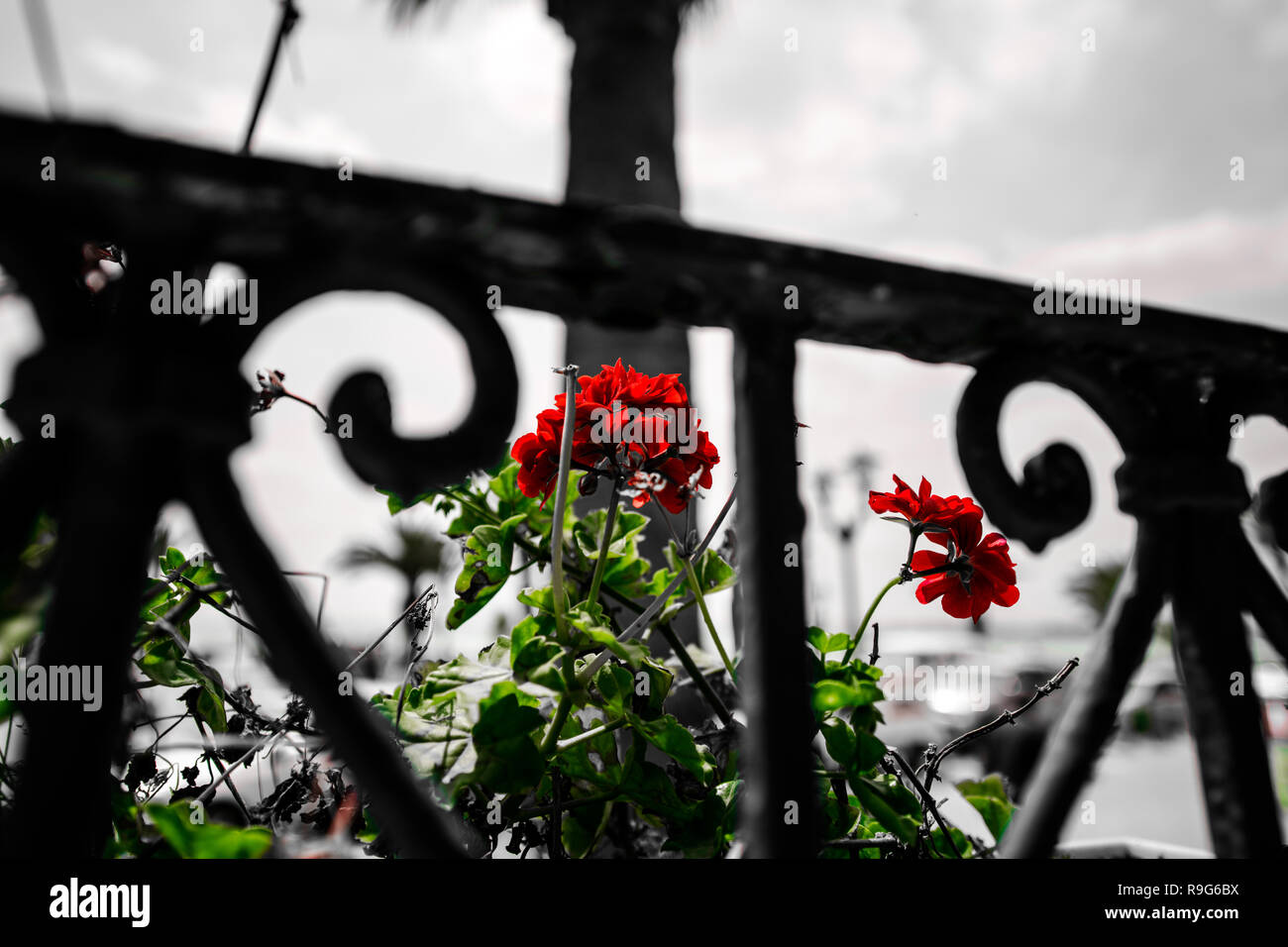 Die rote Blume (Tunesien) Stockfoto