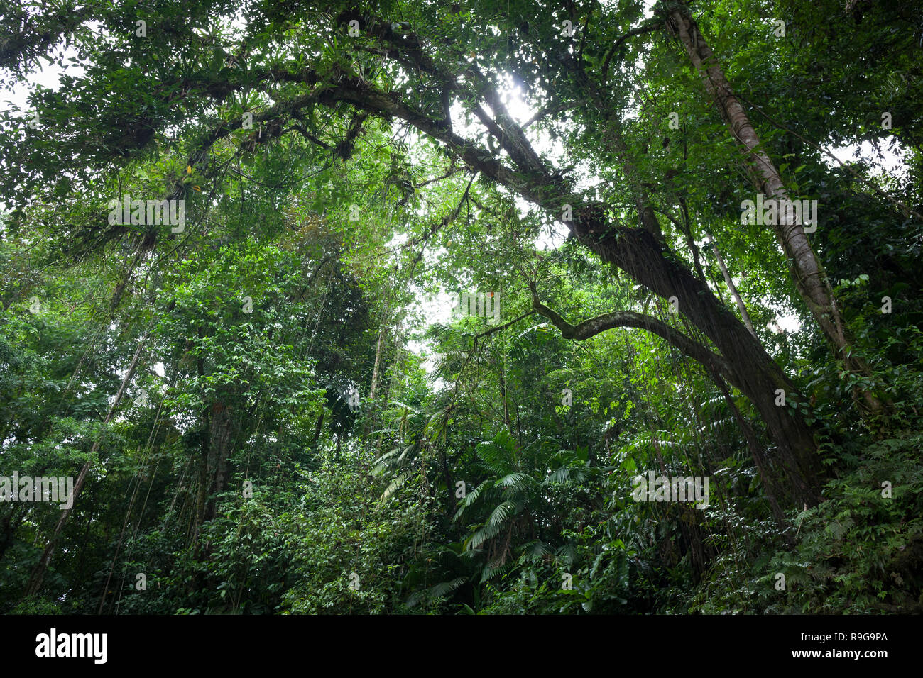 Dichten Regenwald rund um Puerto Viejo Fluss. Heredia Provinz. Costa Rica. Stockfoto
