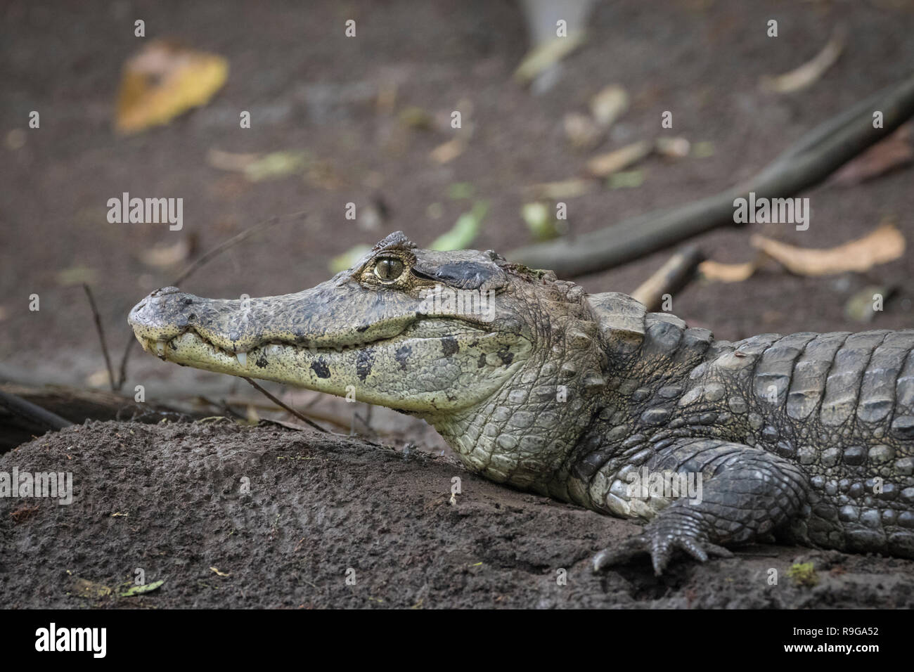 Spectacled Kaimane (Caiman crocodilus) Portrait. Puerto Viejo Fluss. Heredia Provinz. Costa Rica. Stockfoto