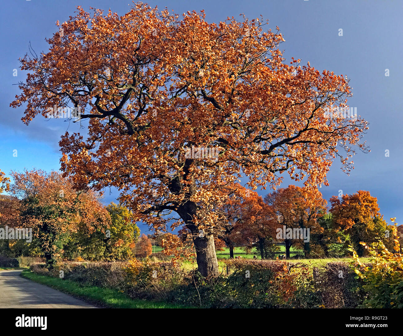 Eiche im Herbst, Newton-le-Willows, Warrington, Cheshire, North West England, Großbritannien Stockfoto