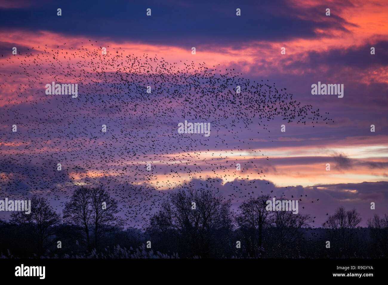 Starling, Sturnus vulgaris Herde; Roost Somerset, Großbritannien Stockfoto