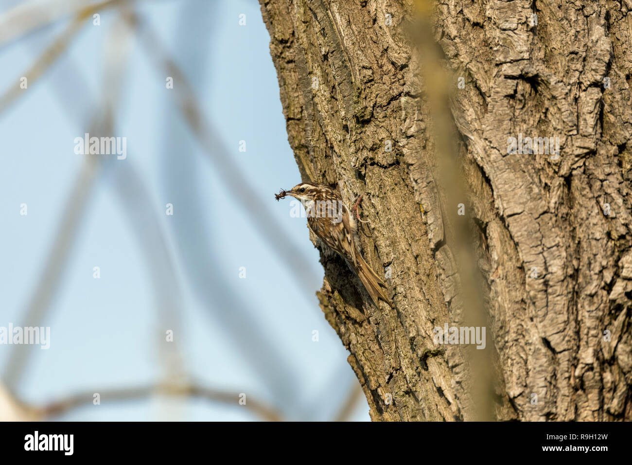 Treecreeper; Certhia familiaris Single mit Insekten Cambridgeshire, Großbritannien Stockfoto