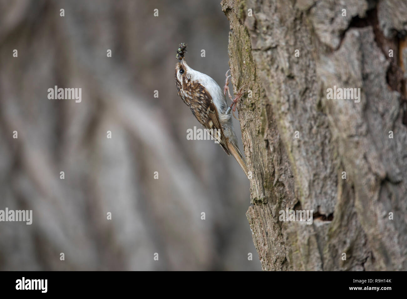 Treecreeper; Certhia familiaris Single mit Insekten Cambridgeshire, Großbritannien Stockfoto