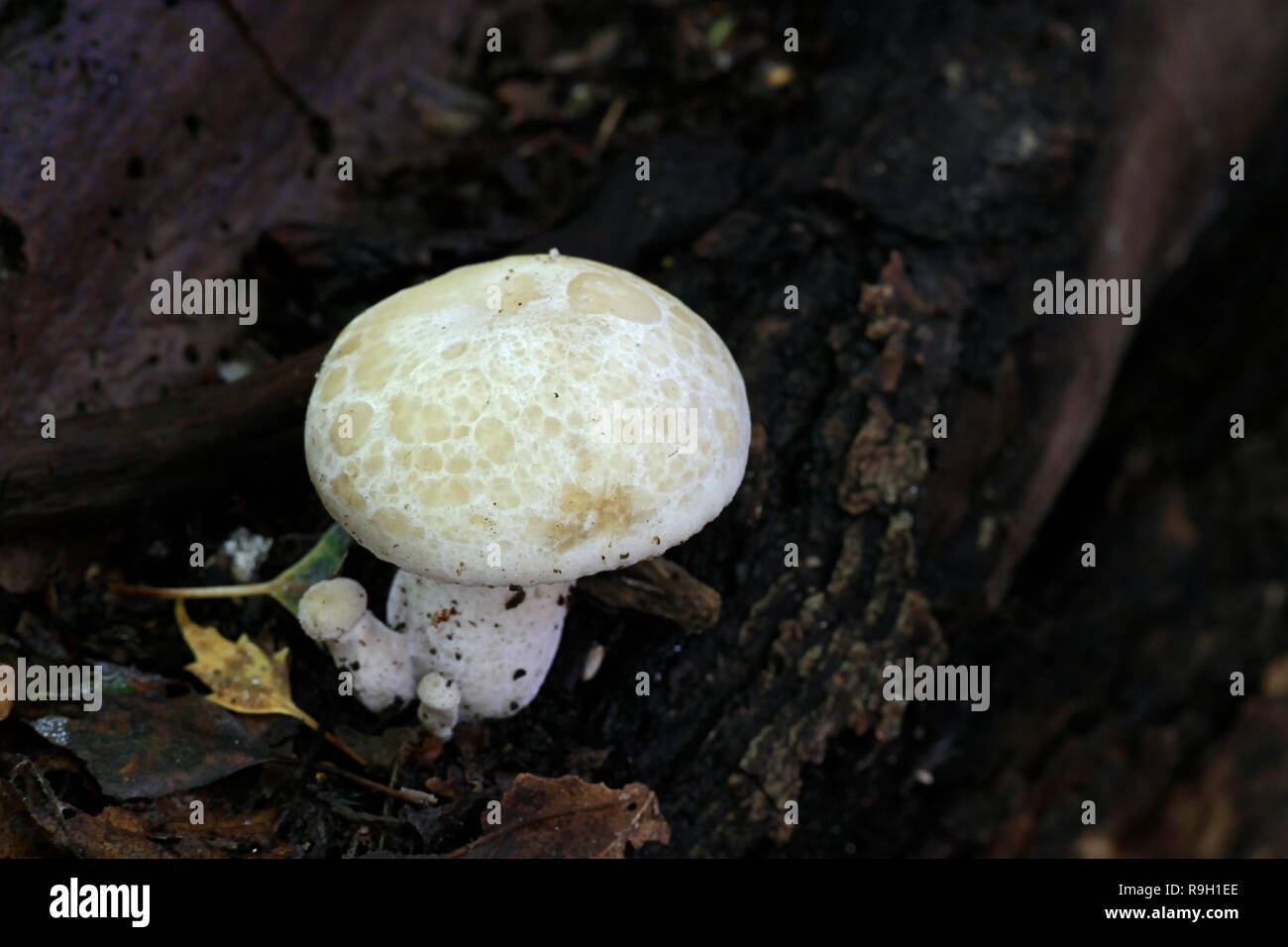 Hypsizygus ulmarius, das Elm Oyster Mushroom Stockfoto