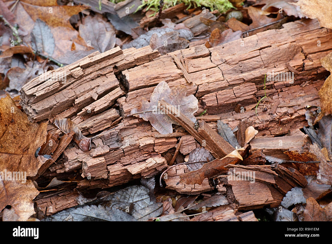 Hausschwamm oder braun rot ist ein Holz-Zerfall Pilz, zeigt eine braune Verfärbung, und Risse in etwa würfelförmige Stücke, ein Phänomen, das so genannte Kubisch fractu Stockfoto