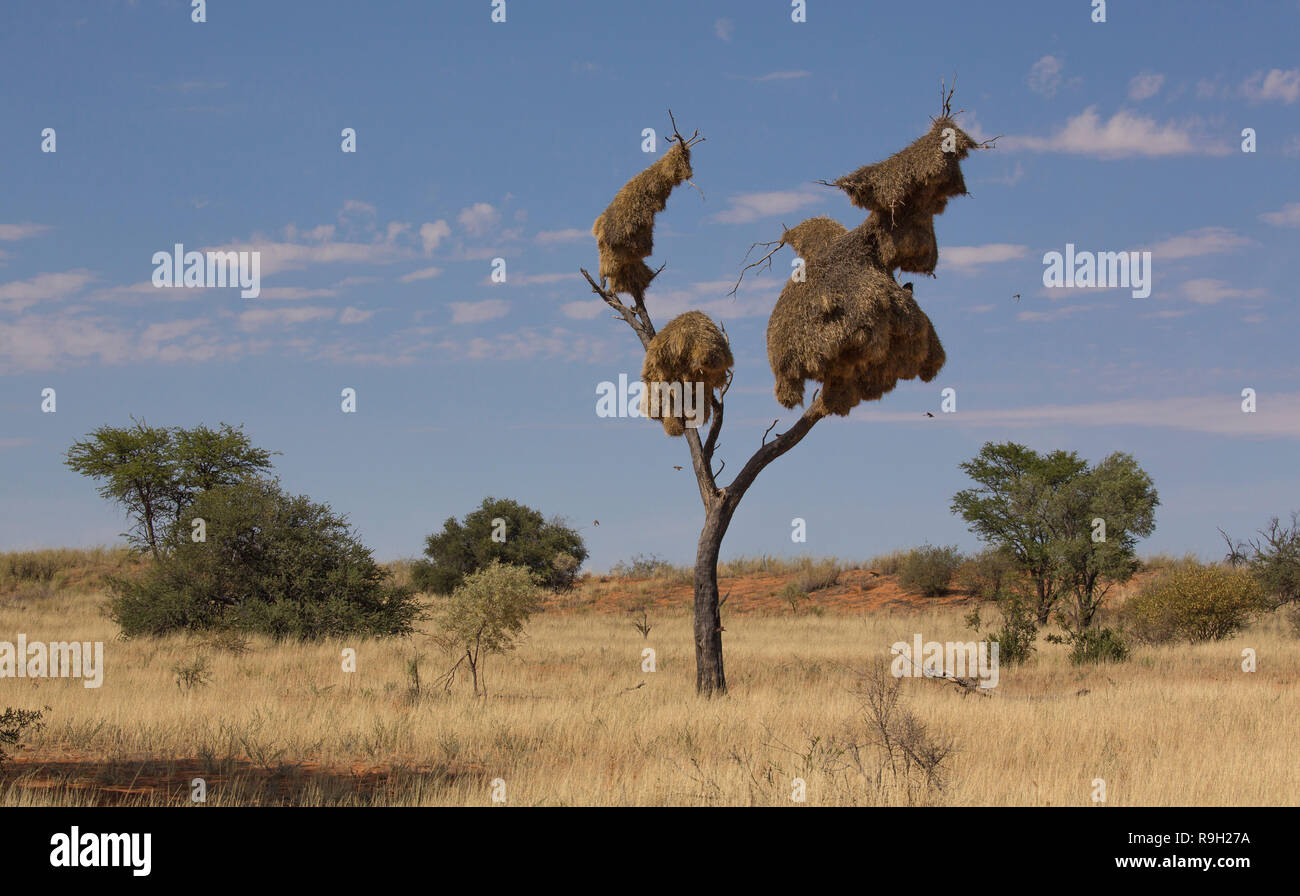Landschaft einer toten Baum mit einem riesigen sociable Weaver Nest im Kgalagadi Frontier Nationalpark in Südafrika Stockfoto