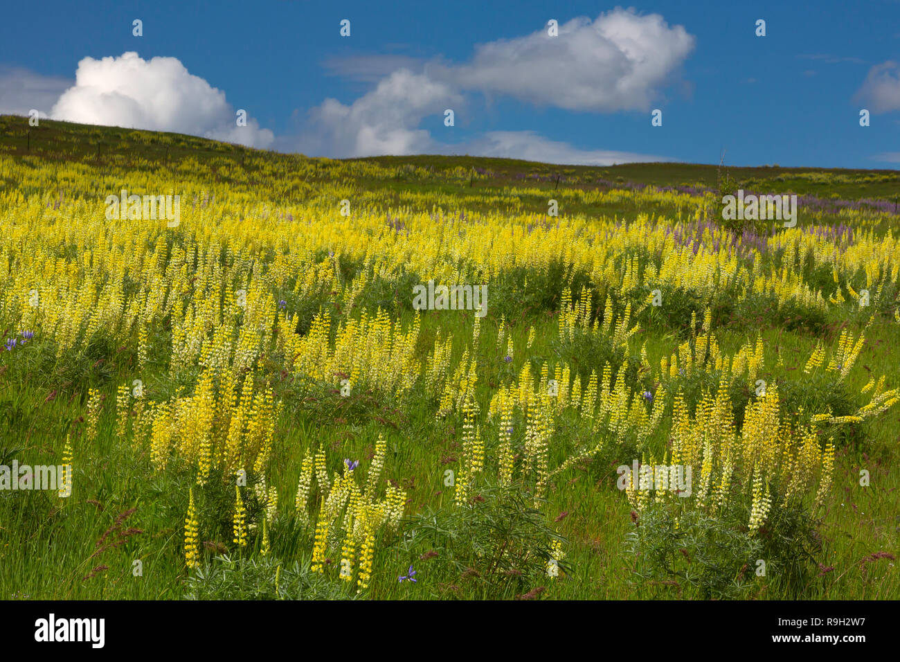 Schwefel Lupine (Lupinus sulfureus) wild wachsen in der nordöstlichen Ecke von Oregon. USA Stockfoto