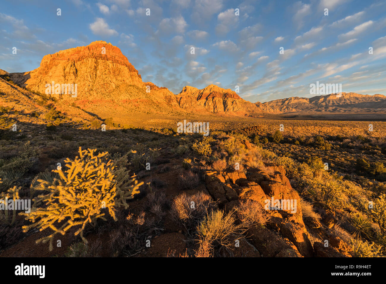 Morgen Licht auf Gipfeln und cholla Cactus im Red Rock Canyon National Conservation Area. Ein beliebtes natürliches Gebiet 20 km vom Las Vegas Strip entfernt. Stockfoto