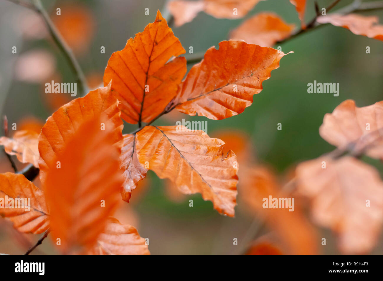 Helles orange Blätter im Herbst mit einem grünen Hintergrund, gedreht in Oxford woodland auf einer 50 mm Nikon eingerichtet. Stockfoto