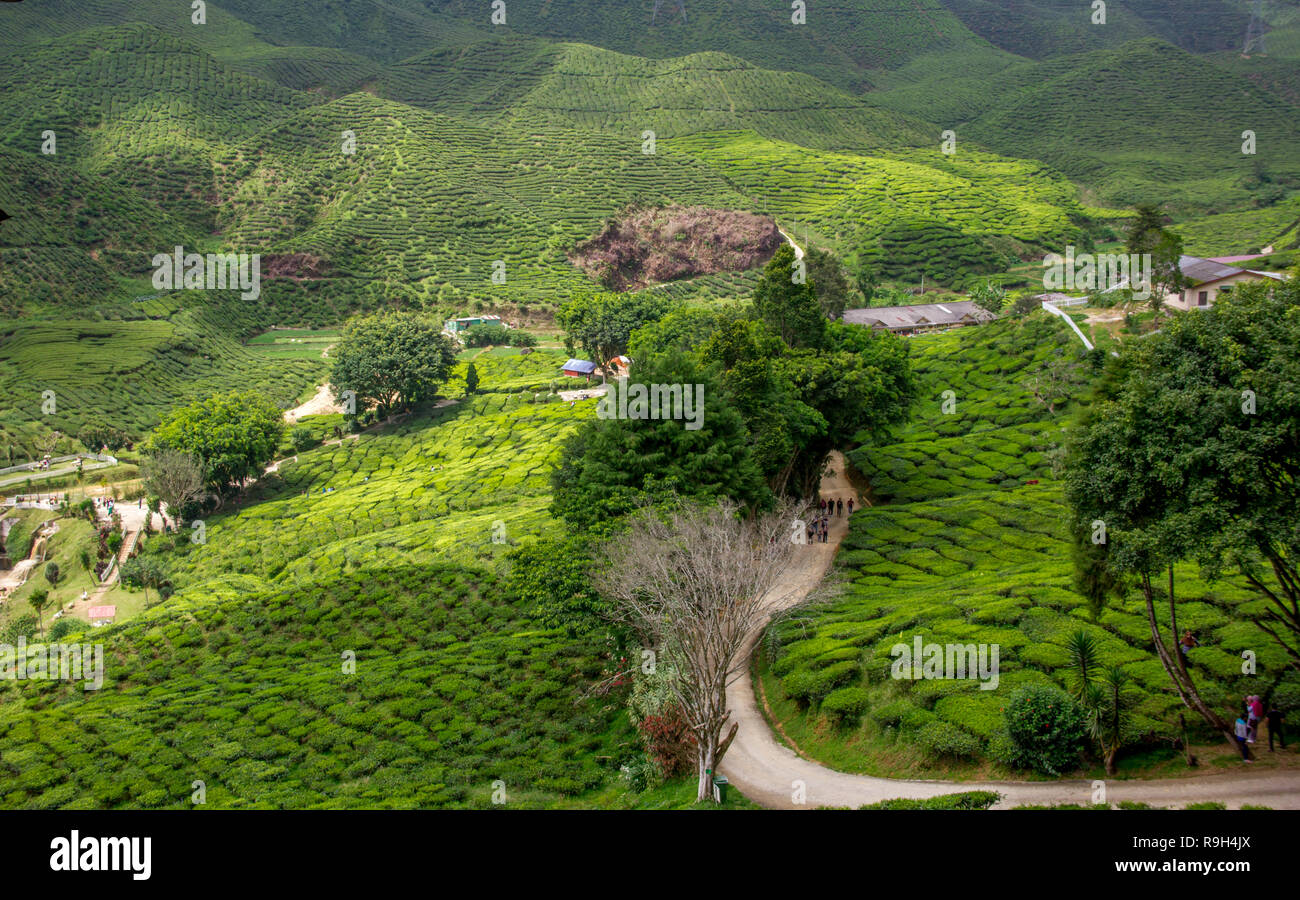 Kaffee Tal Cameron Highland Stockfoto