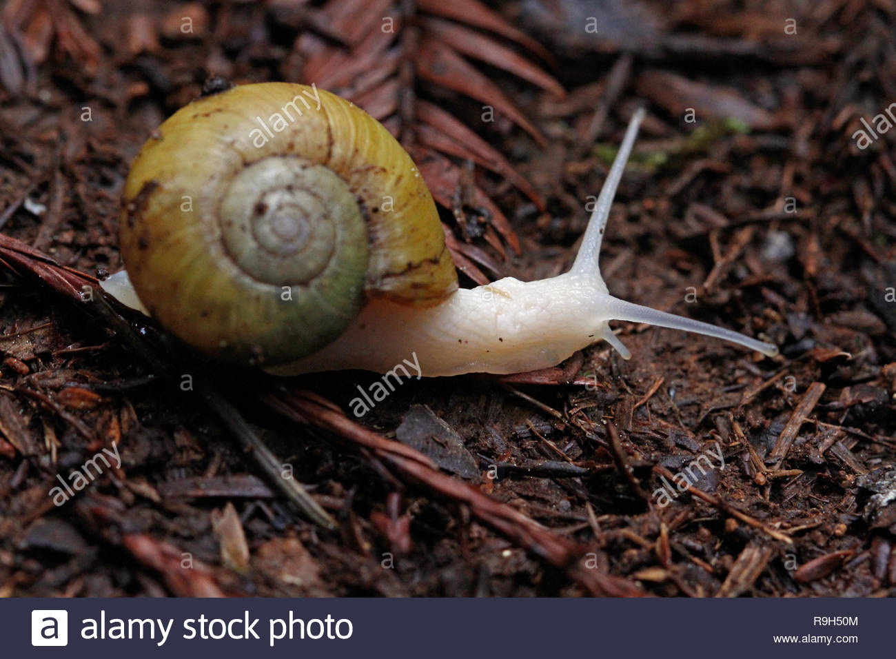 Teichschnecken Stockfotos & Teichschnecken Bilder Alamy