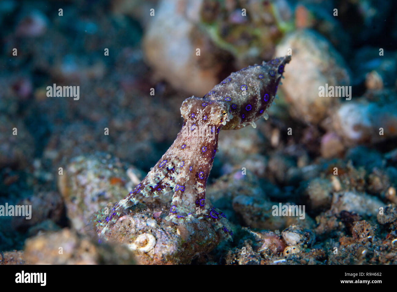 Als einer der Unterwasser Welten die meisten giftigen Kreaturen. Eine tödliche Blue-ringed Octopus haftet durch seine Tentakel zu einem Rock angesehen. Blaue Ringe auf dem bod Stockfoto