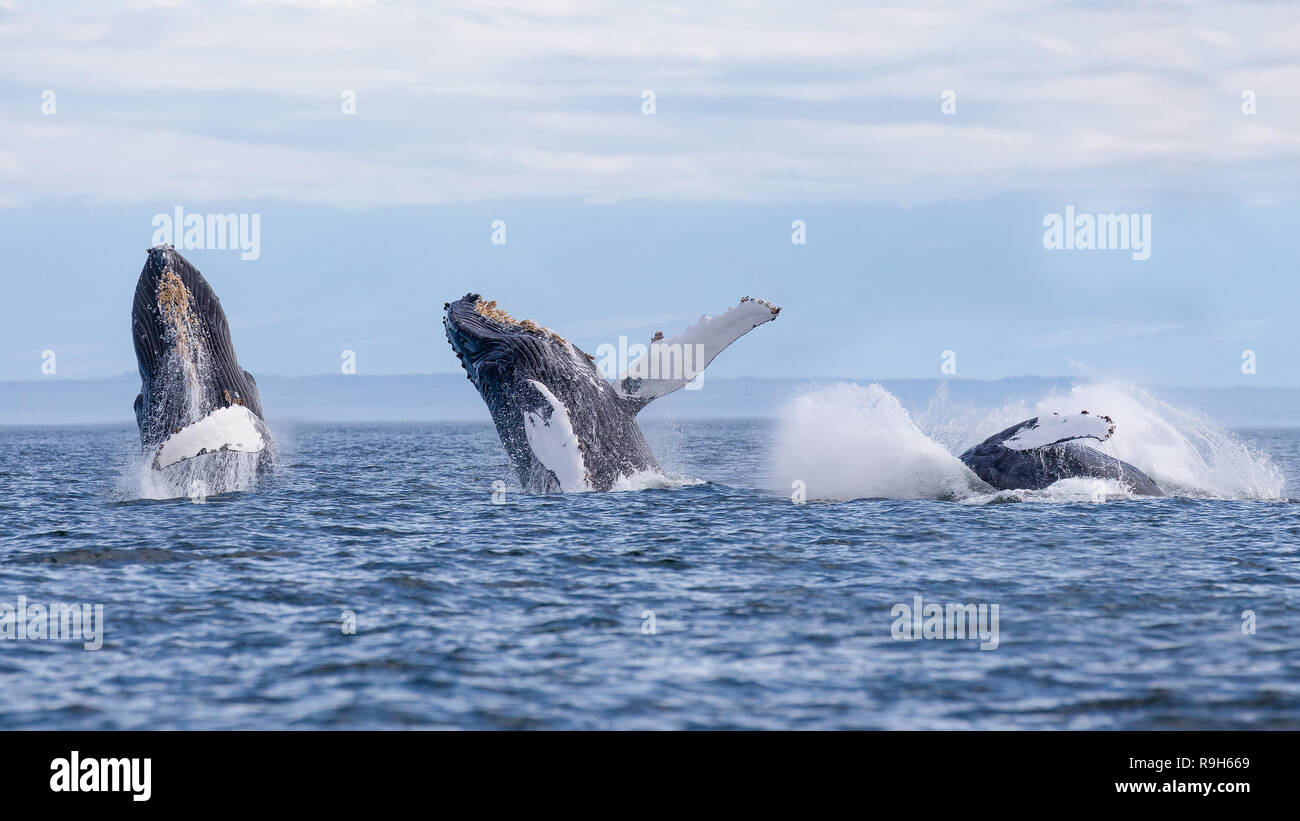 Stadien eines Buckelwals beim Durchbrechen Stockfoto