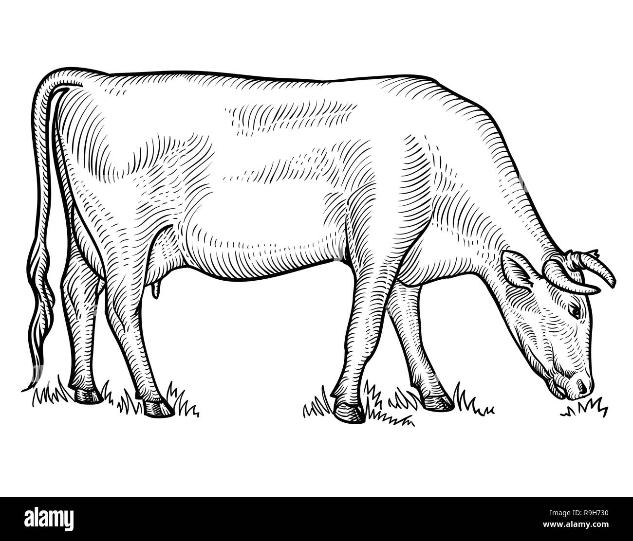 Kuh Beweidung auf die Wiese. Kuh in den grafischen Stil. Hand Vector  Illustration gezeichnet Stock-Vektorgrafik - Alamy