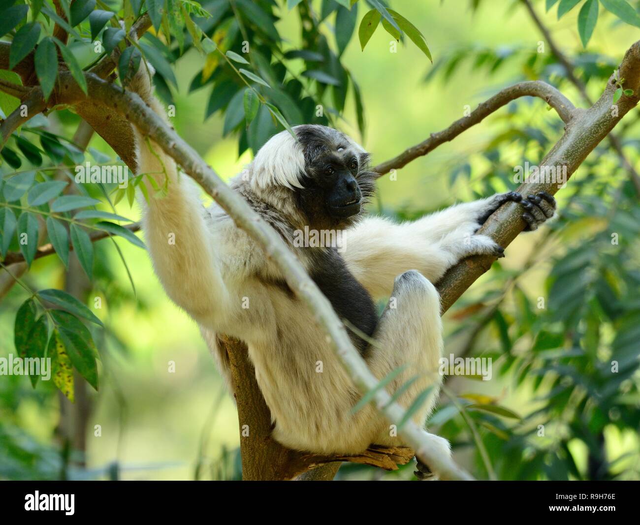 schöne weibliche Pileated Gibbon (Hylobates Pileatus) sitzen am Boden Stockfoto