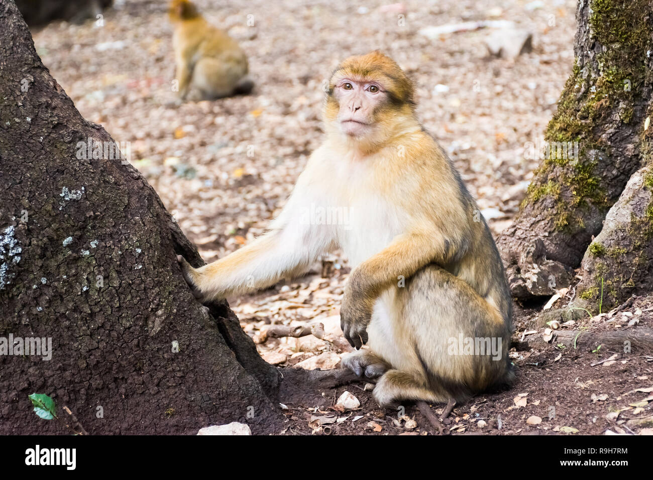 Barbary macaque Affen sitzen auf dem Boden in der zedernwald, Azrou, Marokko in Afrika Stockfoto