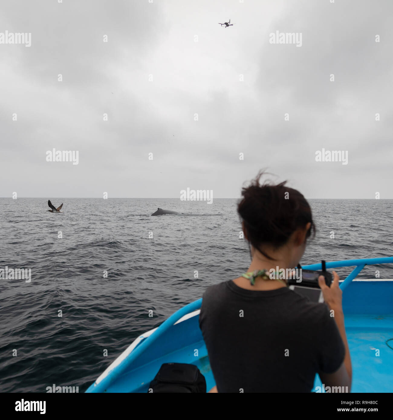 DJI Mavic Pro Jagd Jagd auf Wale in Ecuador Stockfoto