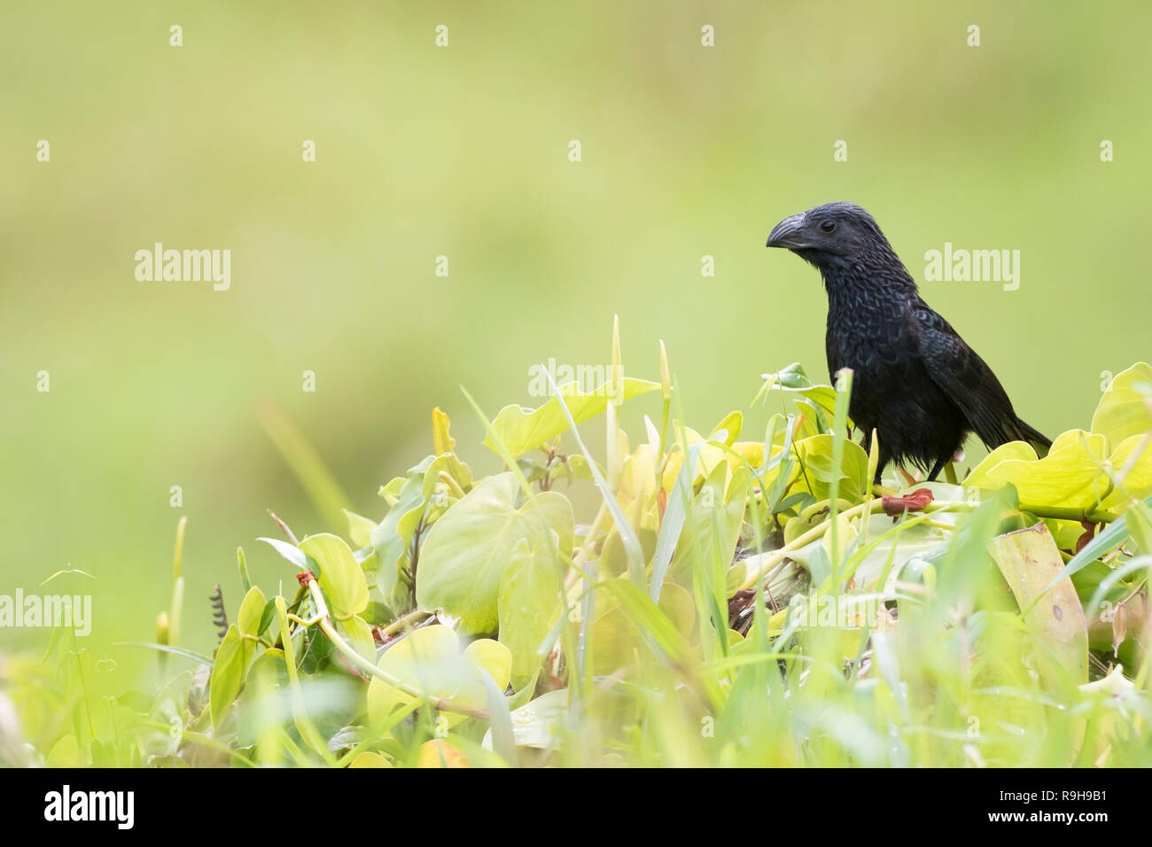 Nut-billed Ani (Crotophaga sulcirostris) auf die Vegetation thront. Alajuela Provinz. Costa Rica. Stockfoto
