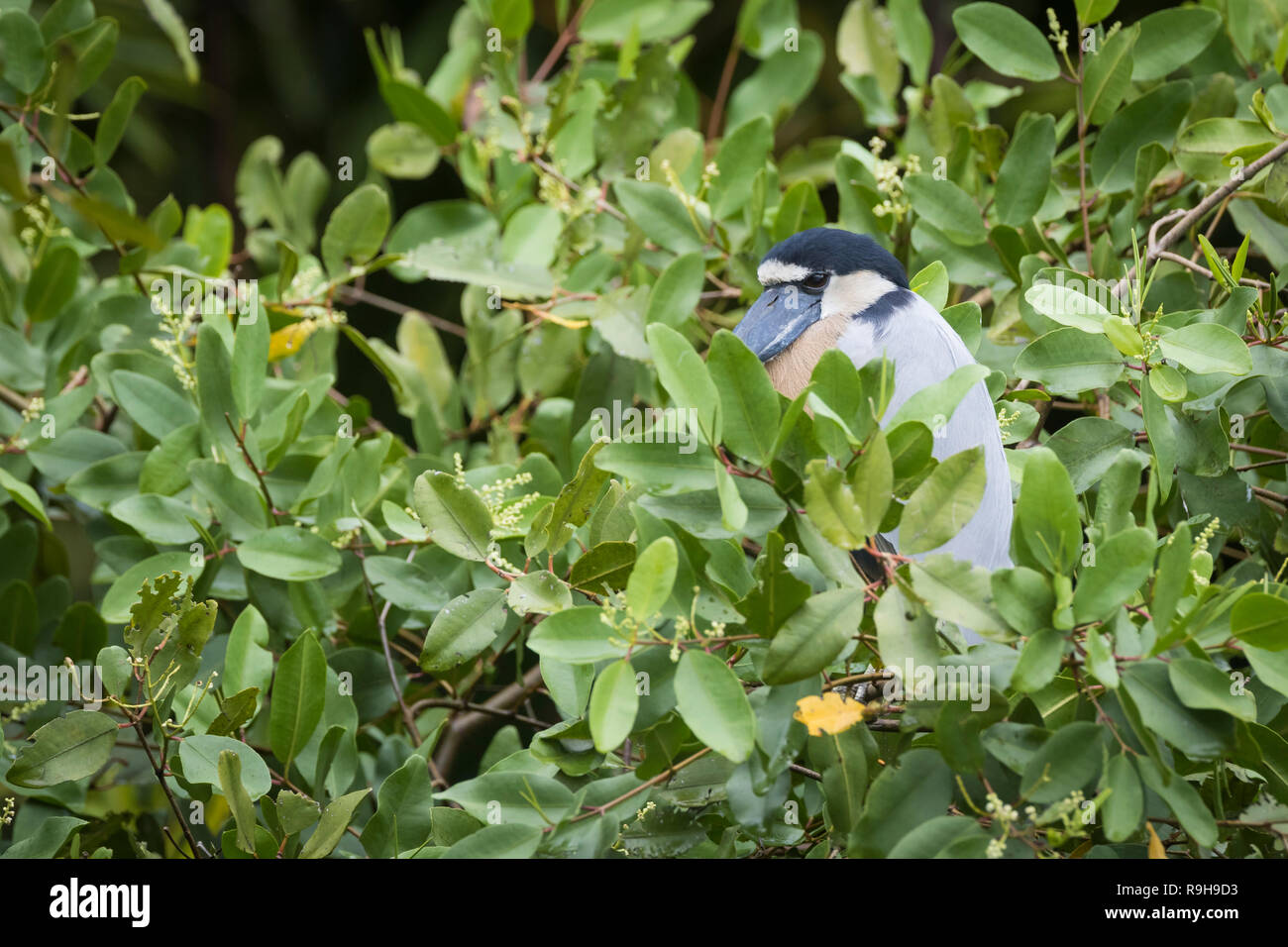 Boot-billed Heron (Cochlearius cochlearius) auf Mangrove thront. Nationalpark Palo Verde. Der Provinz Guanacaste. Costa Rica. Stockfoto