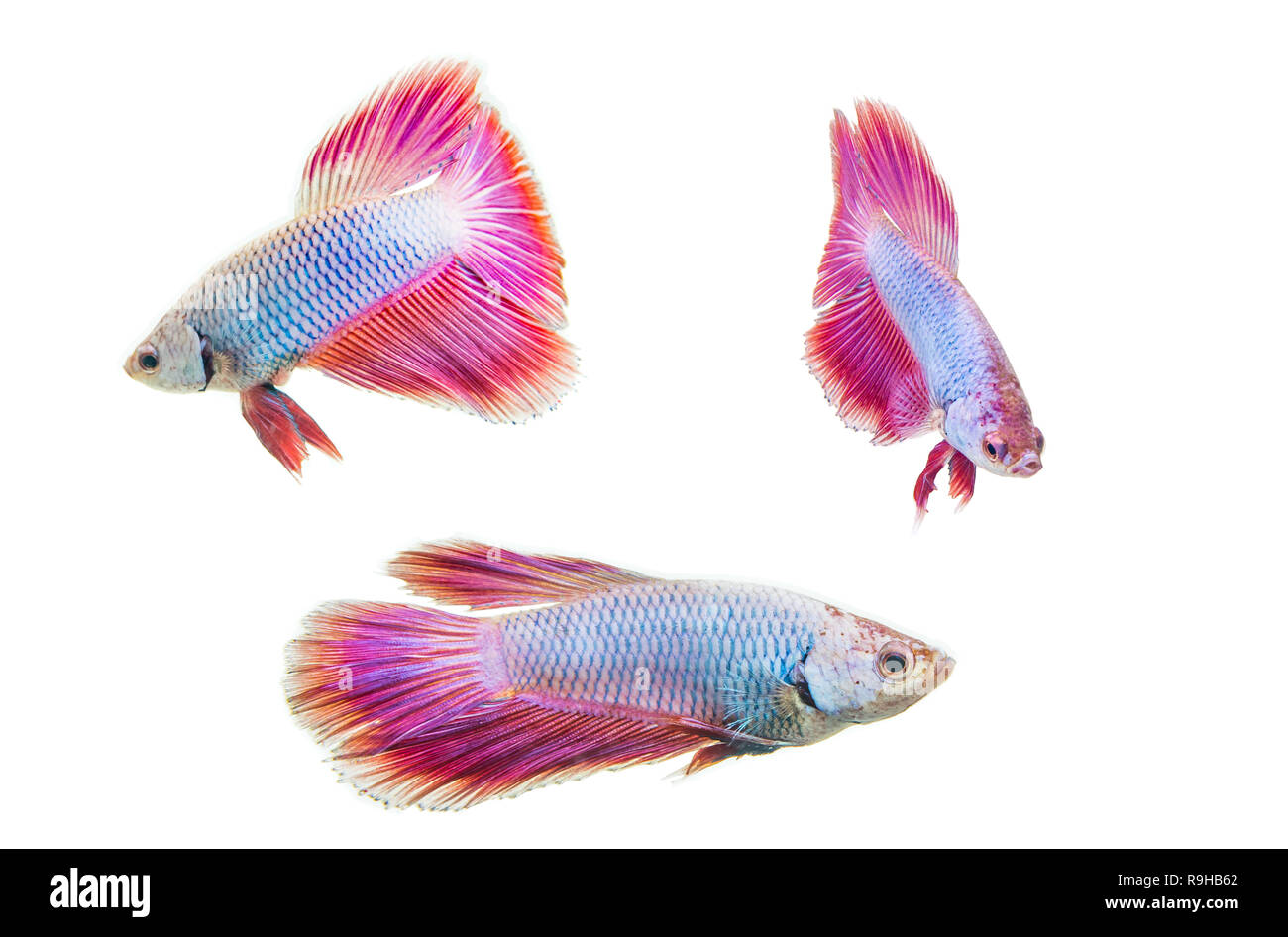 Bunte Fische auf weißem Hintergrund. Stockfoto