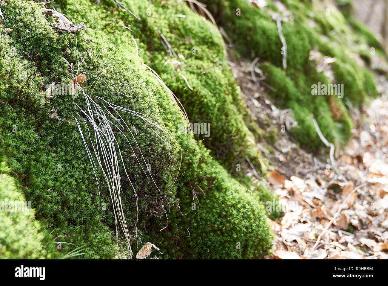 Irisches Moos wächst auf der Strecke im Herbst Stockfoto