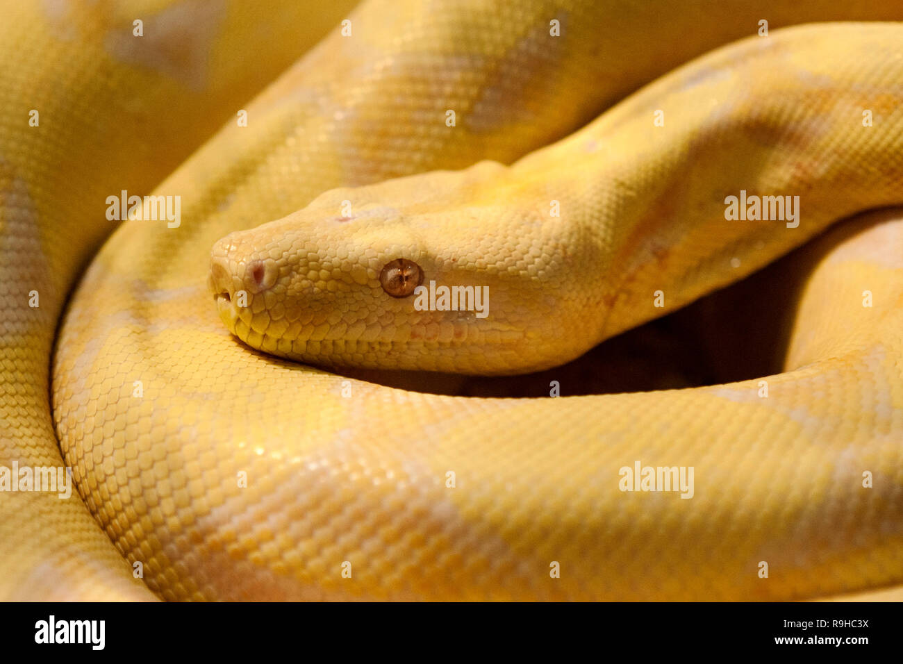 Eine gewickelte amelanistische birmanische Python (Python bivittatus) Stockfoto